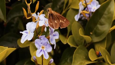 Flowers | Nature of the World