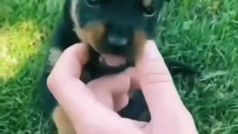 Funny Dog Video🐕🐕#Shorts#