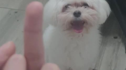 Puppy knows what finger swear means