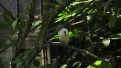 A small yellow parrot sits on a branch in a bird sanctuary on the island of Bali