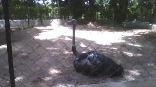 Avestruz relaxa sentado no parque na sombra, é uma ave bem grande [Nature & Animals]