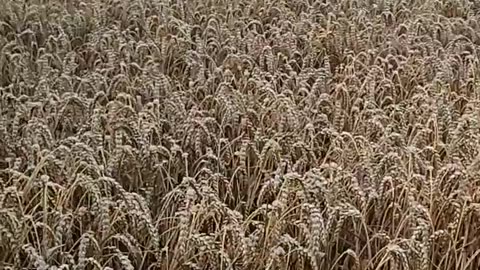 Dog Prances Through The Fields