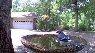 Birdbath fun with Cardinal bluejay and redbellied