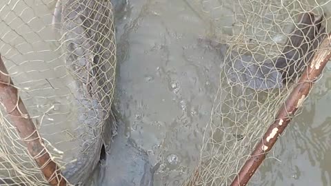 Big Fishing Videos