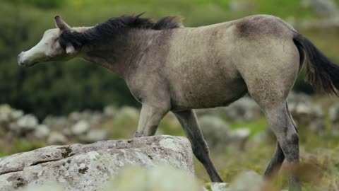 Horse running on a grassland amazing