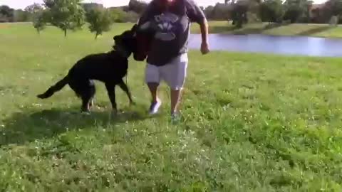 How to make Dog Become aggressive Instantly with few Simple tricks.