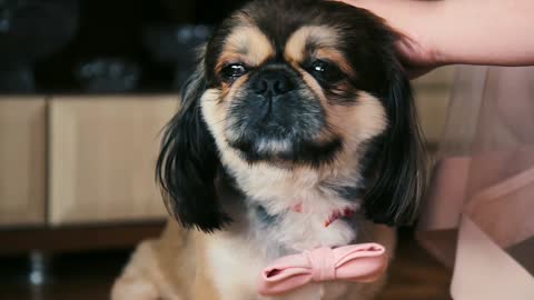 Cute dog getting love from his owner