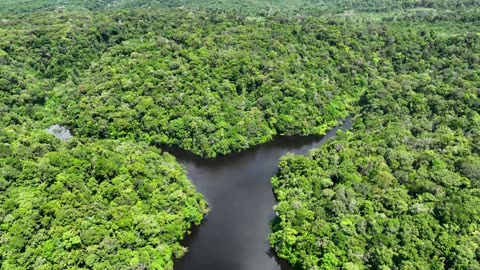 Exploring the Amazon Jungle: Fascinating Facts Revealed!