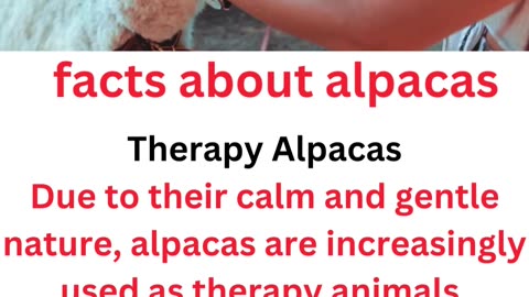 facts about alpacas...12/13