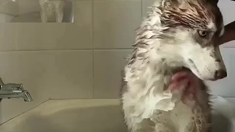 Husky is taking a bath