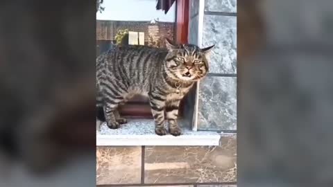 Cats talking (really funny)