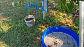 Making fertilisers for our fruit trees. Grow lots more fruit faster.