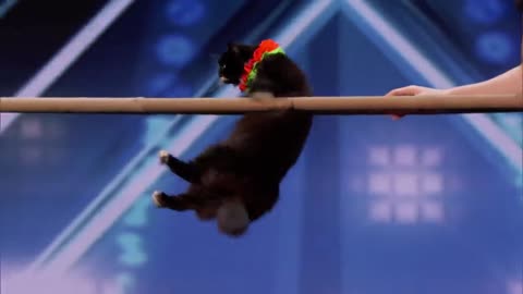 The Savitsky Cats- Super Trained Cats Perform Exciting Routine - America's Got Talent 2022