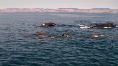 blue whales swimming with sea lions in sea