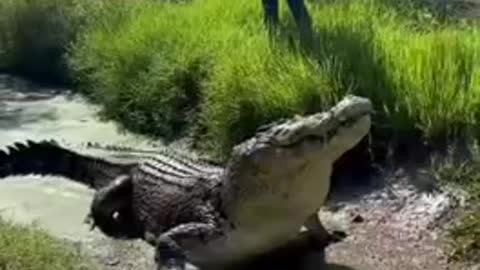 Feeding big lizard that is hiding in the water