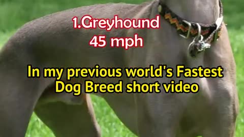 Greyhound vs Cheetah: Which is faster? #shorts #shortsvideo #viral #fastest animal #cheetah #dog