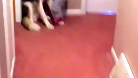 Baby scared of vaccum run to dog for protection