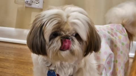 Rosie Models Her Spring Dress (Featuring Rosie The Shihtzu)