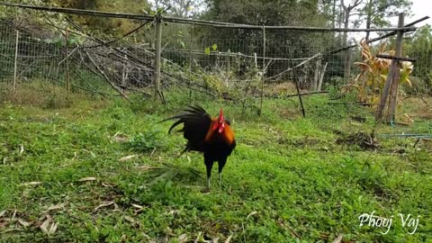 Ayam Rooster Bantam