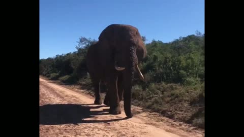 Elephant Walk Next tous During our walk by car without fear