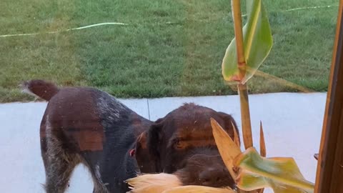 Dog Brings Corn Stalk To Door