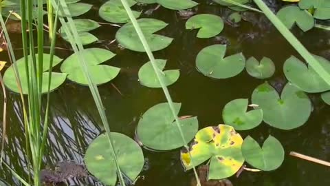 The white lotus is so beautiful