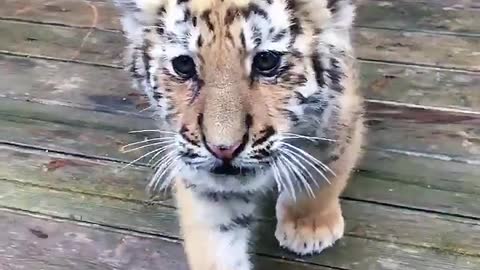 little tiger roar