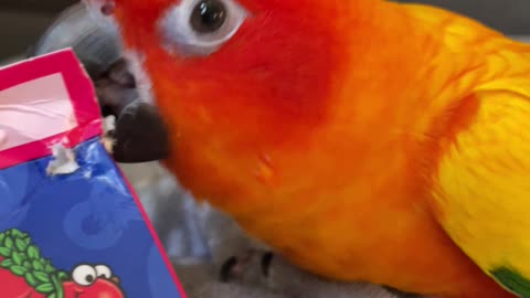 Fiery parrot gets angry at mom's candy box