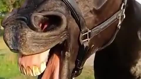 Funny horse🤣🤣😂🤣viral video