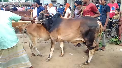 Wow! Biggest cow in the market