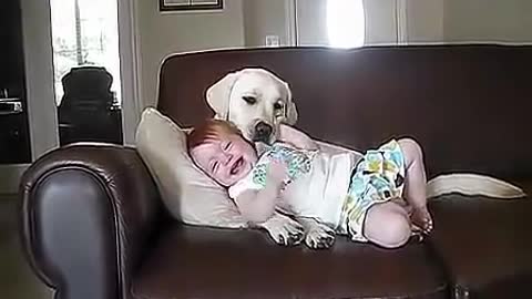 The dog sitter who helps mother take care of the baby is cute MP4