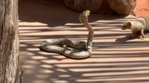 Mongoose Vs Cobra Snake Fight | Cape Cobra Snake