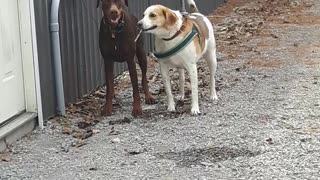 2 dogs 1 bone *cute*