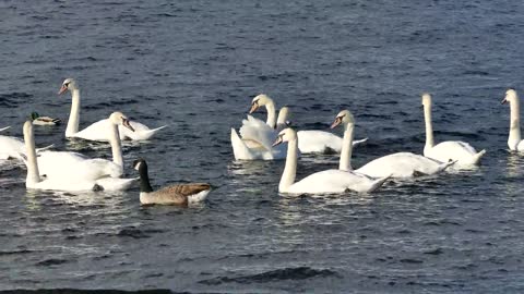 Beautiful swans0