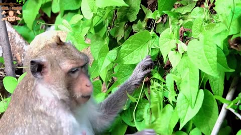 4K Quality Animal Footage - Monkeys Beautiful Scenes Episode 9 | Viral Monkey