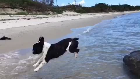 Jumping French Bulldog