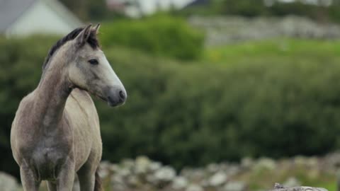 A Graceful Horse Running On a Grassy Plain in Slow Motion