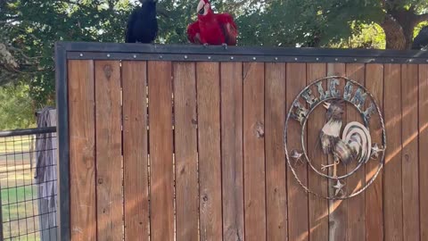 Juvenile Crows Hang Out With Scarlet Macaw