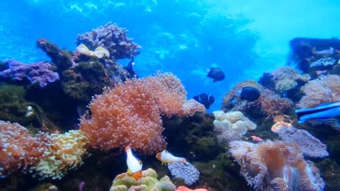 The most beautiful coral reefs and the under sea creatures on earth