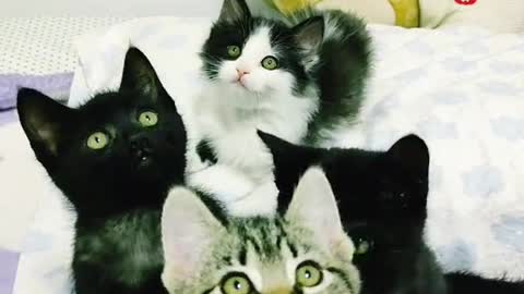 Gatos guapo