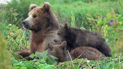 ☀️ Sunny Day Fun! Mother Bear Soaks Up Sun While Cubs Play 🐻🌞