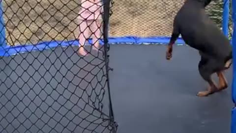 dog in the bouncy house with his little friend