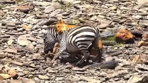 Lion VS zebra