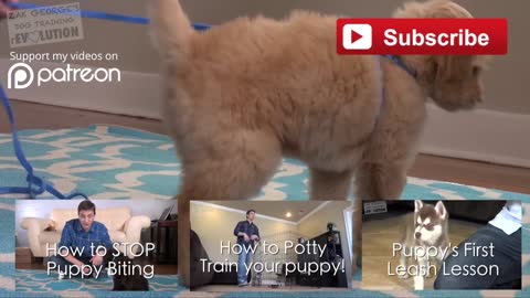 Amazing 3 Easy Things to Teach your NEW PUPPY Now!