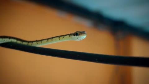 A small snake on a thin pole like him