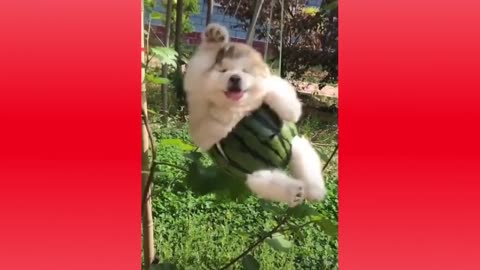 Funniest Animals Videos Funny Dogs And Cats Try Not To Laugh Animals