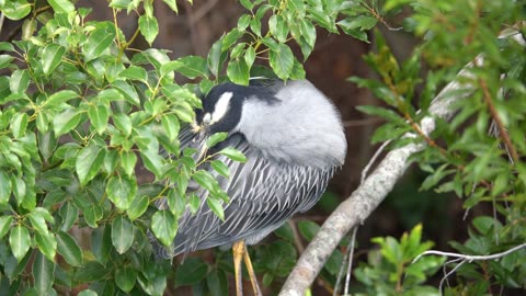 Yellow-crowned Night Heron