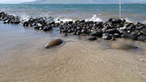 Two Sea Turtles Chilling