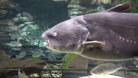 Very Large Blue Catfish at Cabelas in Fort Worth Texas.