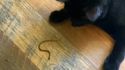 Black Cat Catches Tiny Snake